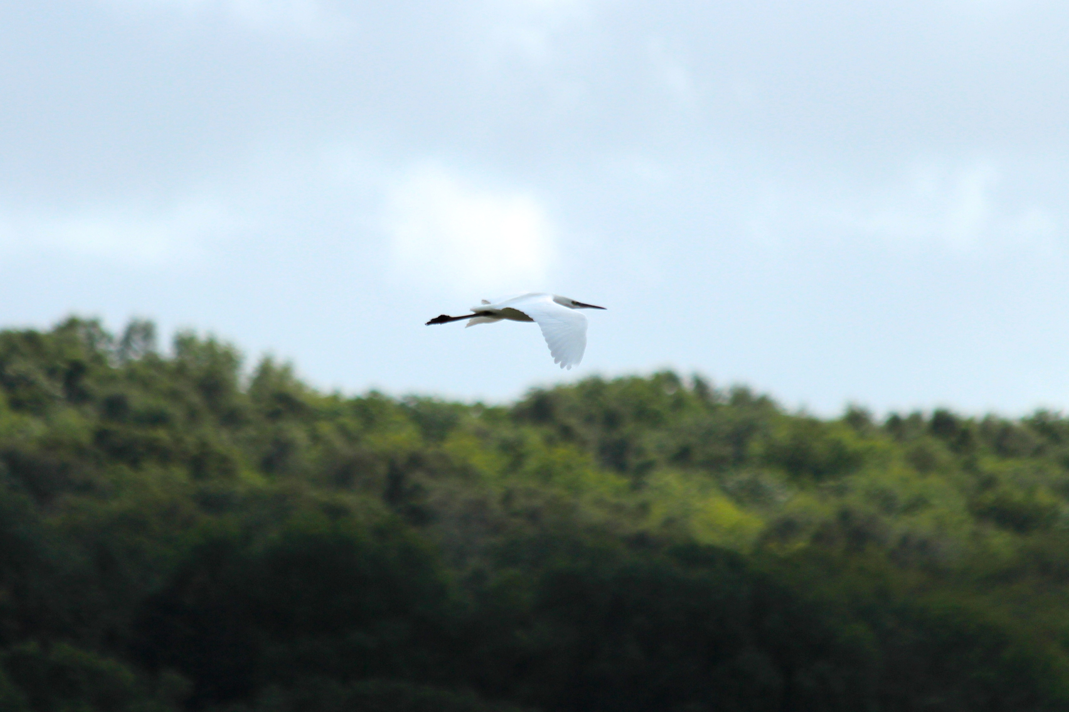 Little Egret In Flight
